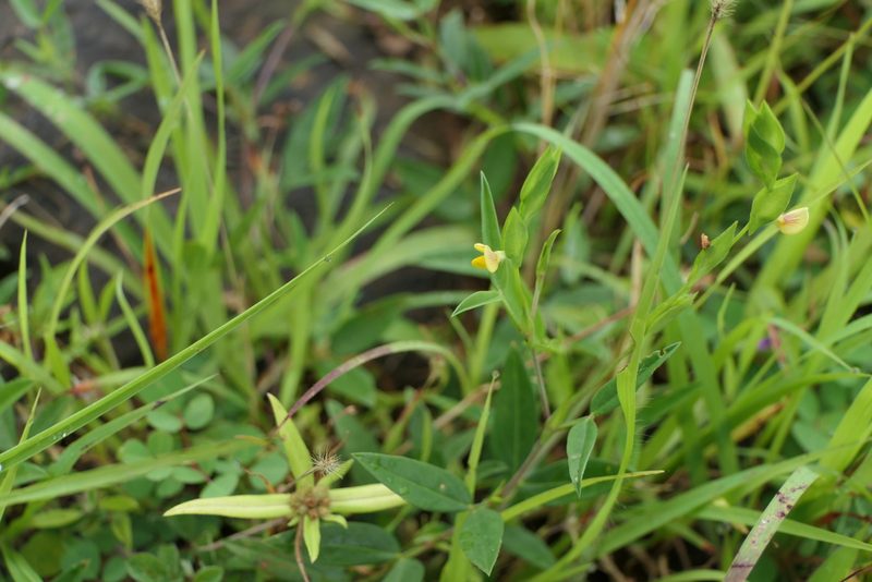 Zornia gibbosa, photographed by Dinesh Valke