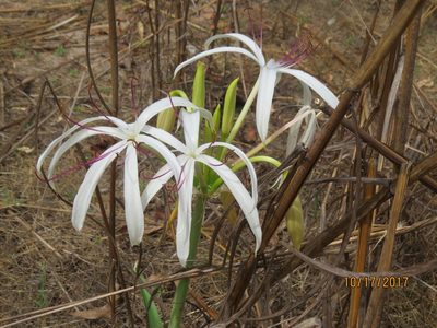 Crinum arenarium, photographed by Rob Foster