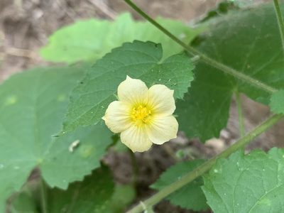 Herissantia crispa, photographed by Kenzie Anderson-Bell