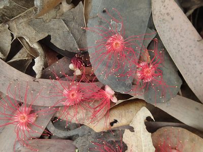 Barringtonia acutangula, photographed by Rob Foster