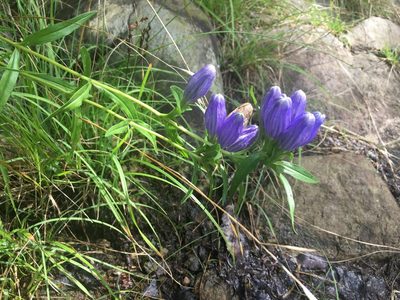 Gentiana linearis, photographed by Sean Grasing
