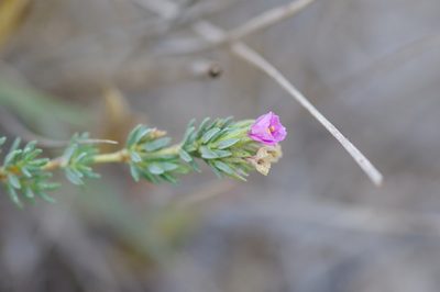 Frankenia hirsuta, photographed by Elena_Sherehora