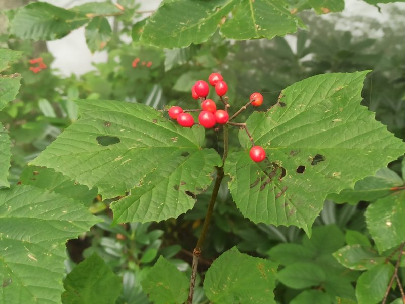 Viburnum orientale, photographed by Yehor Yatsiuk