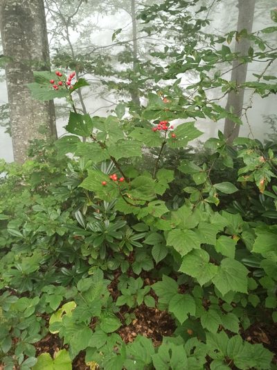Viburnum orientale, photographed by Yehor Yatsiuk