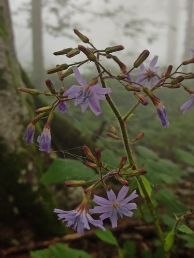 Lactuca macrophylla, photographed by Yehor Yatsiuk