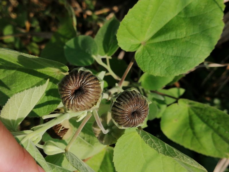 Gaya meridionalis, photographed by Kozue Kawakami