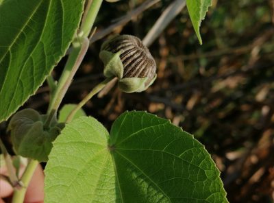 Gaya meridionalis, photographed by Kozue Kawakami