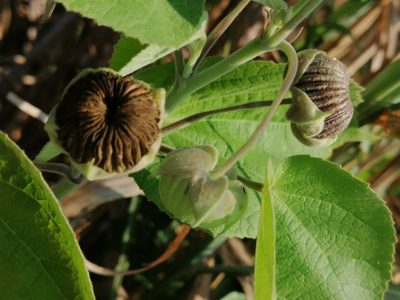 Gaya meridionalis, photographed by Kozue Kawakami