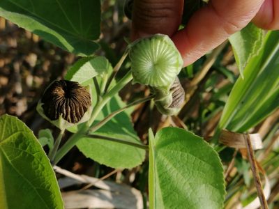 Gaya meridionalis, photographed by Kozue Kawakami