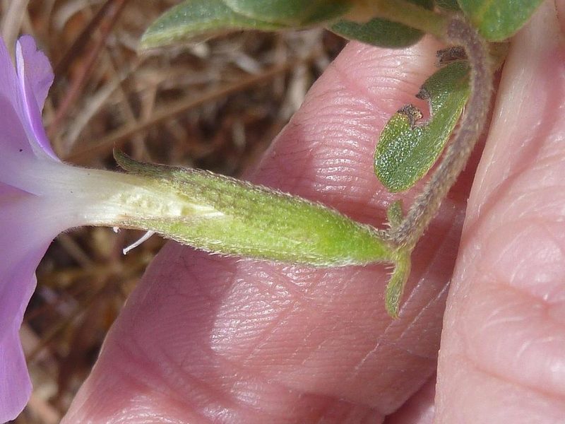 Barleria aromatica, photographed by Andrew Hankey