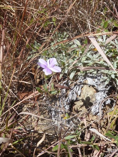 Barleria aromatica, photographed by Andrew Hankey
