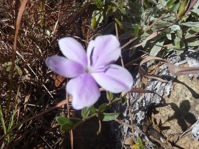 Barleria aromatica, photographed by Andrew Hankey