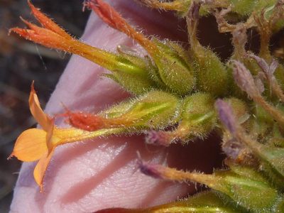 Kalanchoe lanceolata, photographed by Andrew Hankey