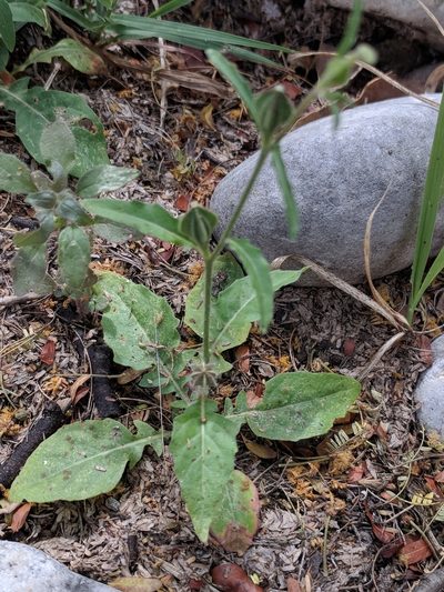 Oenothera kunthiana, photographed by Alison Northup