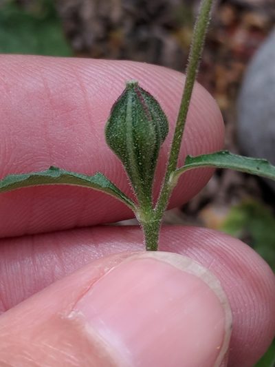 Oenothera kunthiana, photographed by Alison Northup
