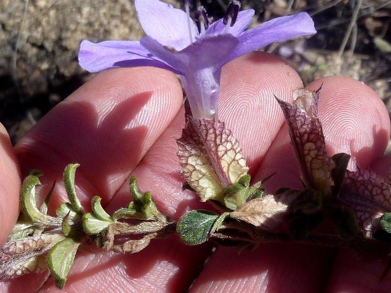 Barleria crassa, photographed by Andrew Hankey
