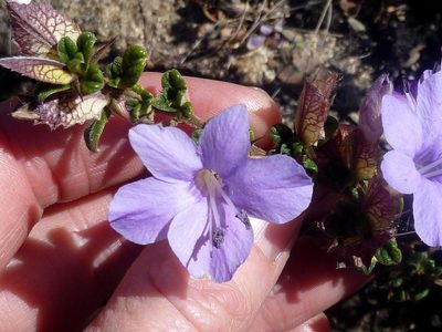Barleria crassa, photographed by Andrew Hankey