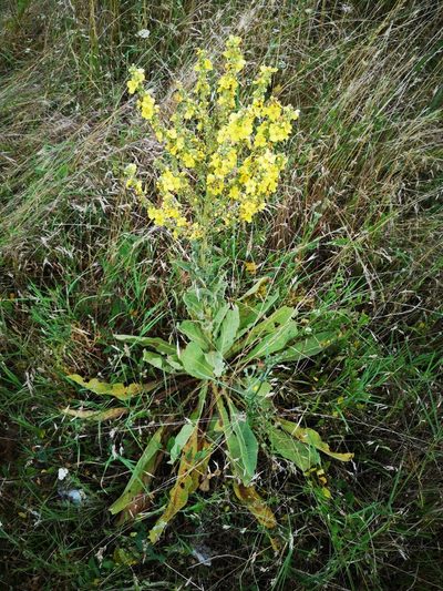 Verbascum speciosum, photographed by pol parrhesia