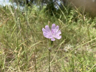 Lygodesmia texana, photographed by Reid Hardin