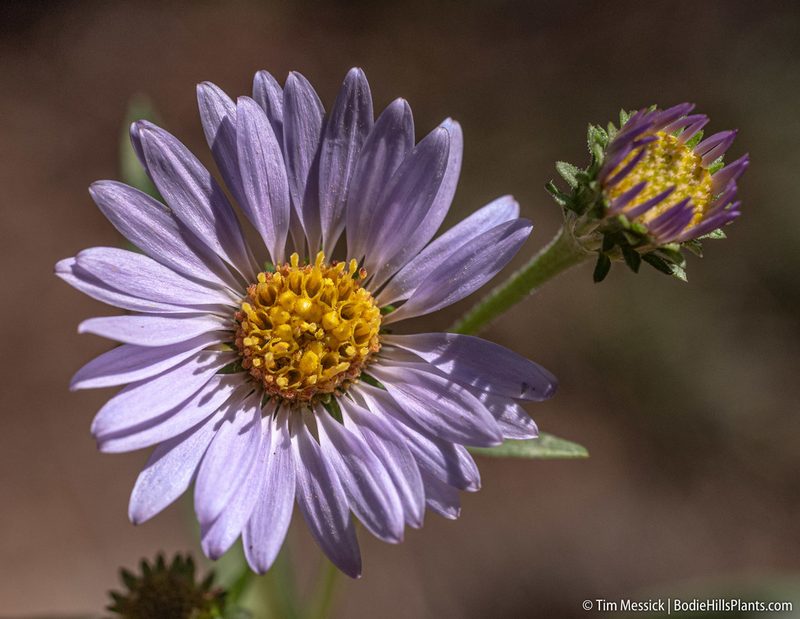 Symphyotrichum spathulatum, photographed by Tim Messick