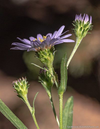 Symphyotrichum spathulatum, photographed by Tim Messick