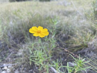Thelesperma simplicifolium, photographed by Reid Hardin