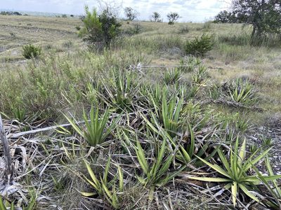 Agave univittata, photographed by Reid Hardin