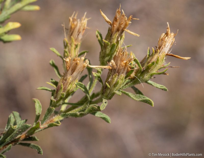 Ericameria suffruticosa, photographed by Tim Messick