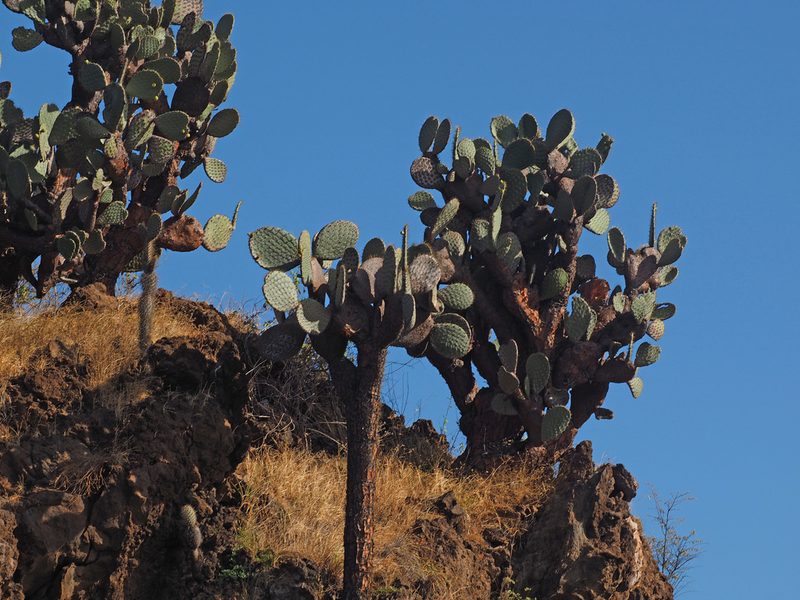Opuntia galapageia, photographed by Judy Gallagher