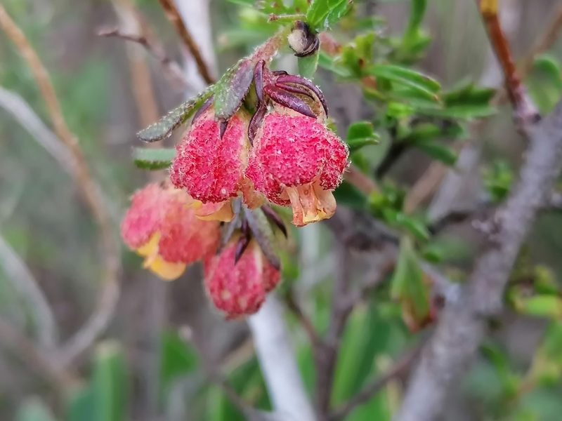 Hermannia rudis, photographed by flamelily