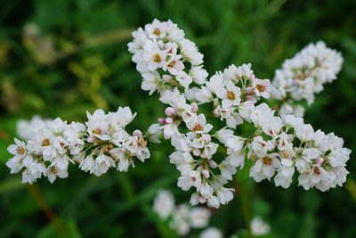 Fagopyrum esculentum, photographed by Patrick Hacker
