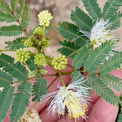 Desmanthus fruticosus, photographed by Bill Levine