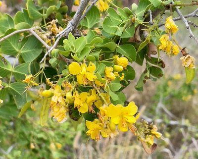 Haematoxylum brasiletto, photographed by Bill Levine