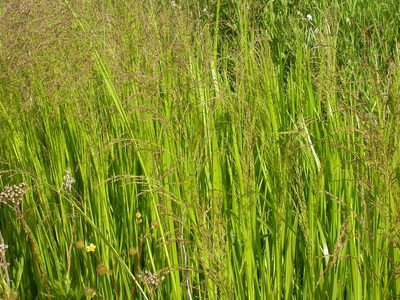 Glyceria grandis, photographed by Matt Lavin