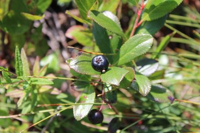 Aronia melanocarpa, photographed by Tom Rogers