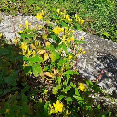 Hypericum calycinum, photographed by bogsuckers