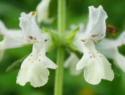 Stachys annua, photographed by Patrick Hacker