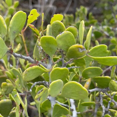 Maytenus phyllanthoides, photographed by Bill Levine