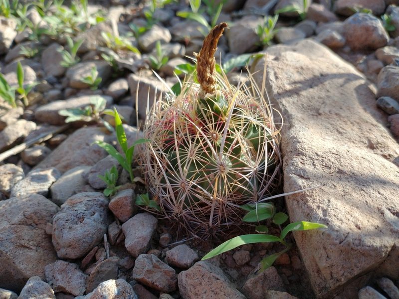 Thelocactus bicolor, photographed by Alejandro Sigala Chávez