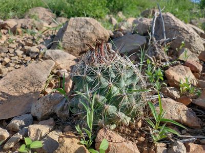 Coryphantha delaetiana, photographed by Alejandro Sigala Chávez