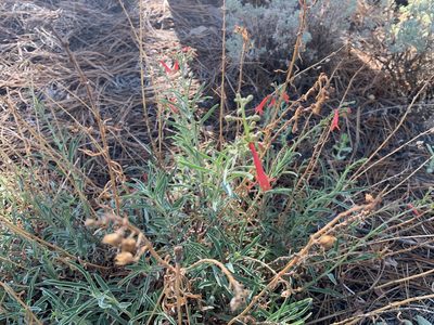 Penstemon rostriflorus, photographed by Zachary .Adkins