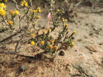 Marasmodes oligocephala, photographed by Jacques van der Merwe