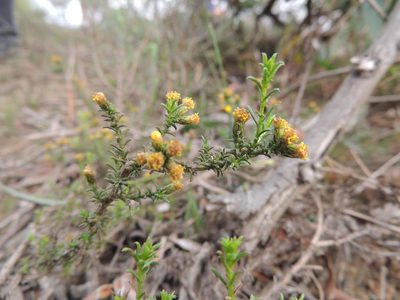 Marasmodes oligocephala, photographed by Jacques van der Merwe