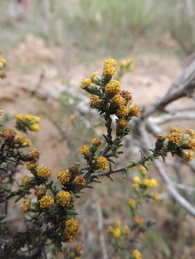 Marasmodes oligocephala, photographed by Jacques van der Merwe