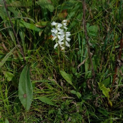 Spiranthes incurva, photographed by M. Squire
