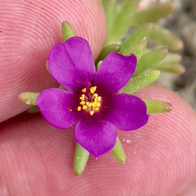 Portulaca californica, photographed by Bill Levine