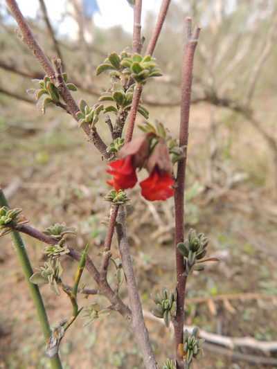 Hermannia diversistipula, photographed by Jacques van der Merwe
