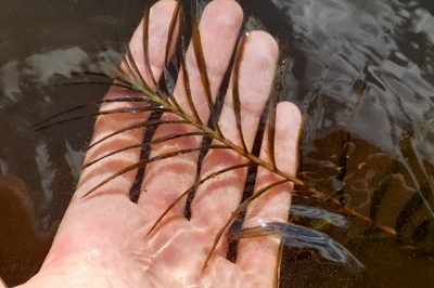 Potamogeton robbinsii, photographed by Quinten Wiegersma