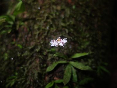 Cheiradenia cuspidata, photographed by Guillaume Delaitre