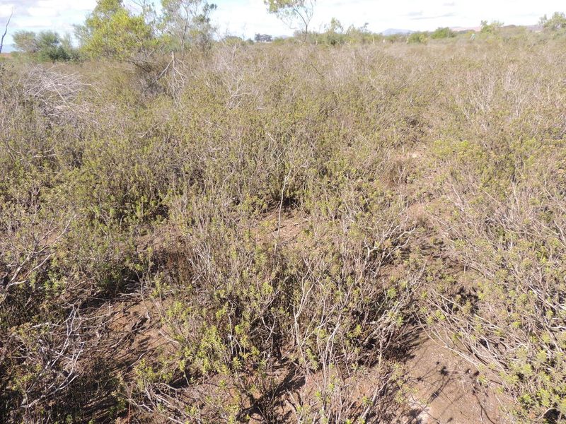 Oedera viscosa, photographed by Jacques van der Merwe